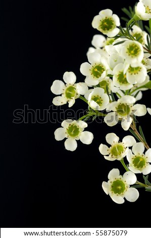 Flowers of a blossoming peach
