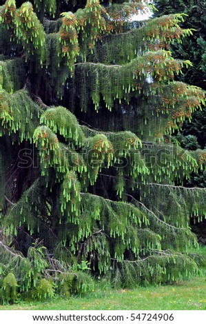 Rare Weeping Spruce Tree Rare Weeping Spruce Tree