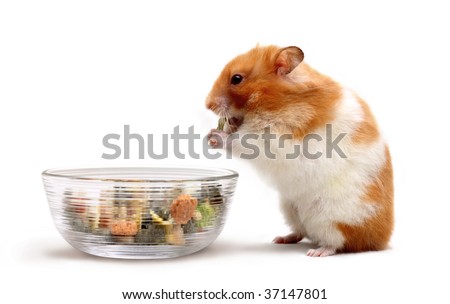 If you are
interested in adopting a dwarf hamster, please visit our shelter or give us a call. hamster adult website Also called golden hamsters or .