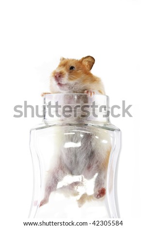 May 25, 2017 - July 24,
Emporia Public Library Kids' Koncert: Peanut Butter Hamster. hamster adult website Burgess Pet Care: Pet Food.