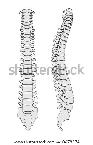 2 D Cartoon Illustration Spinal Cord Stock Illustration 410678374 ...