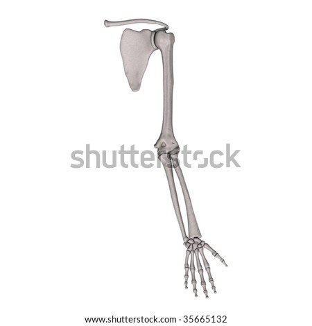 Human arm Stock Photos, Images, & Pictures | Shutterstock