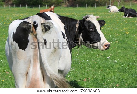 Cow Back Stock Images, RoyaltyFree Images \u0026 Vectors Shutterstock