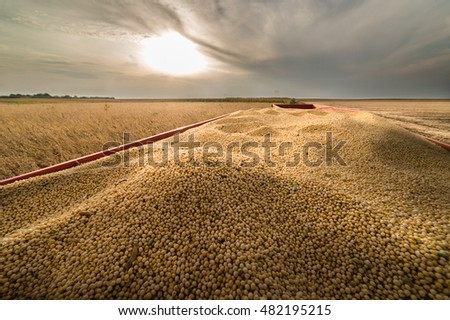 Soy beans in tractor trailer