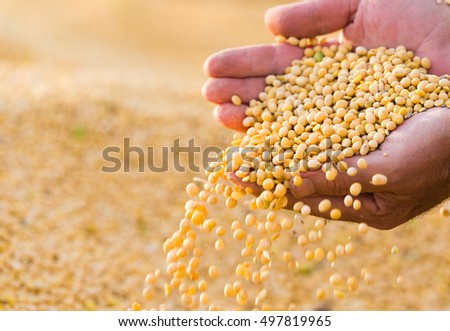 Ripe soya bean seed in hands of farmer