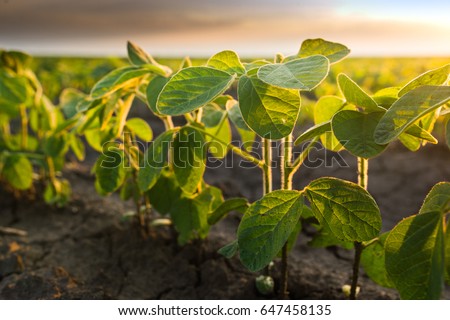 Agricultural soy plantation on sunny day - Green growing soybeans plant against sunlight