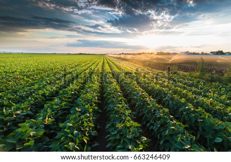 Irrigation system watering a crop of soy beans at field