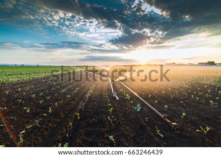 Irrigation system watering a crop of soy beans at field