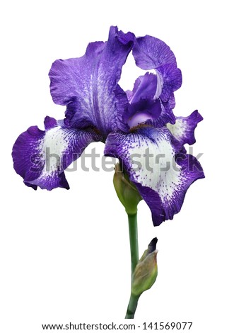 Violet Iris Flower Isolated On White Stock Photo 141569077 - Shutterstock