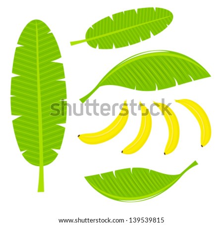 Banana leaves and fruits. Vector illustration