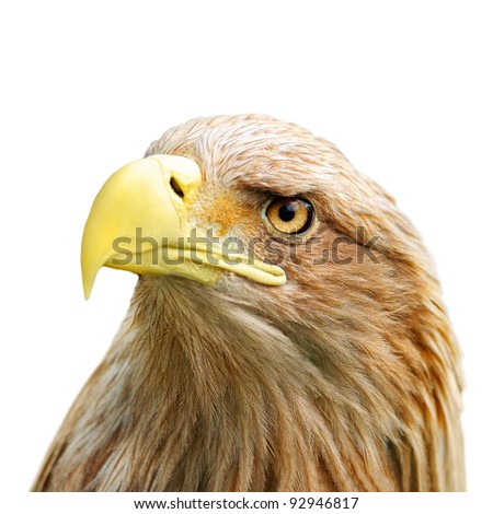 Head Golden Eagle Isolated Stock Photo 105245492 - Shutterstock