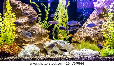 https://thumb7.shutterstock.com/display_pic_with_logo/480532/154759844/stock-photo-a-green-beautiful-planted-tropical-freshwater-aquarium-with-fishes-154759844.jpg