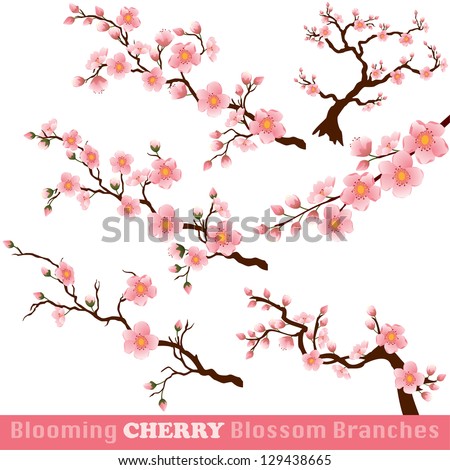 Blooming Cherry Blossom Branches Isolated on White. Vector