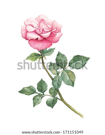 Botanical art Stock Photos, Images, & Pictures | Shutterstock