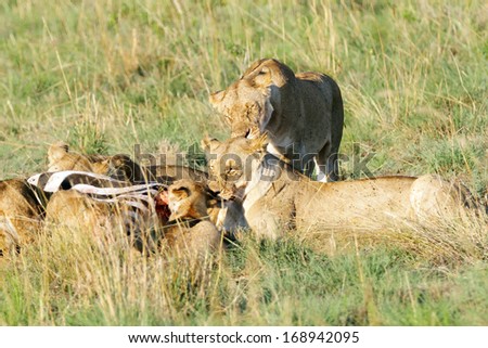 Zebra kill Stock Photos, Images, & Pictures | Shutterstock