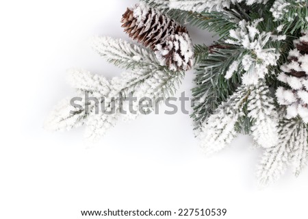 Fir tree branch covered with snow. Isolated on white background