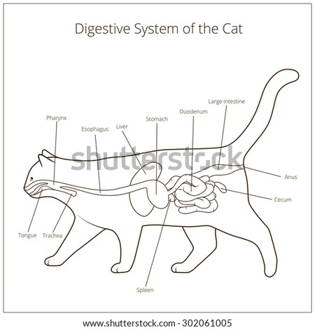 Animal Digestive System Stock Images, Royalty-free Images & Vectors 