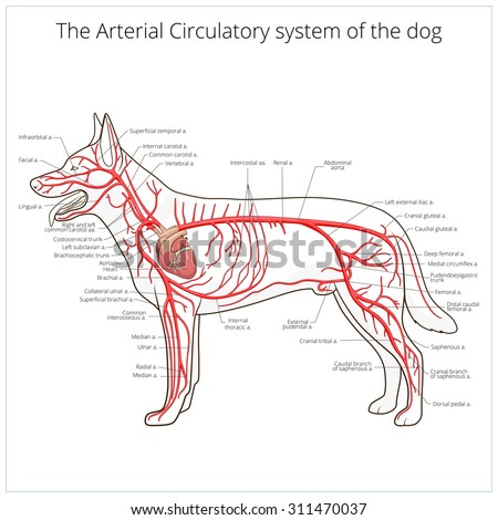 Arterial Circulatory System Dog Raster Version Stock Illustration