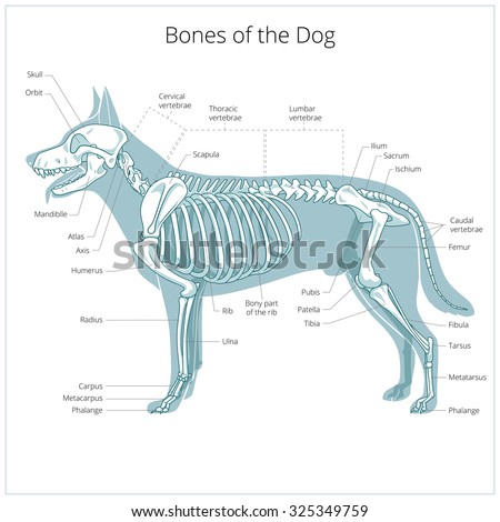 Bone Structure Medical Educational Science Vector Stock Vector ...