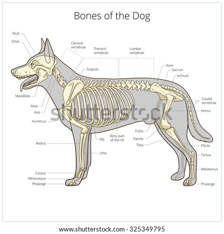 Bone Structure Medical Educational Science Vector Stock Vector ...