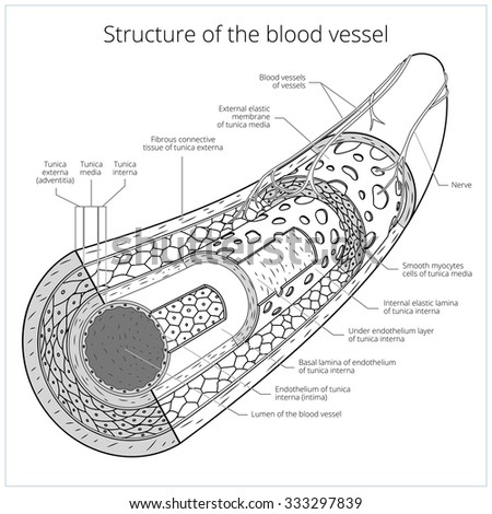 Blood Vessel Stock Images, Royalty-Free Images & Vectors | Shutterstock