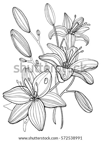 lily drawing stock images royalty free images amp vectors lily drawing stock images royalty free images amp vectors