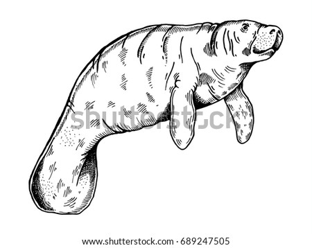 Manatee Cartoon Stock Images, Royalty-Free Images & Vectors | Shutterstock