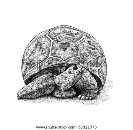 Pen Ink Turtle Raster Illustration Stock Illustration 38821975 ...