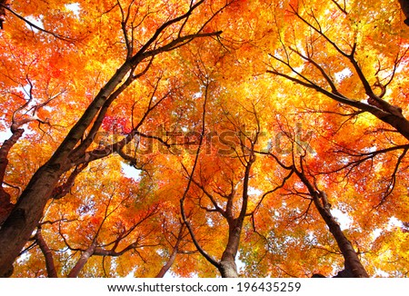 Autumn trees Stock Photos, Images, & Pictures | Shutterstock