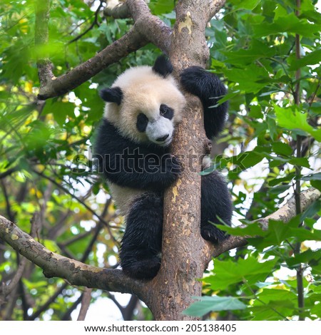 Panda Bear Tree Stock Photo 198111542 - Shutterstock