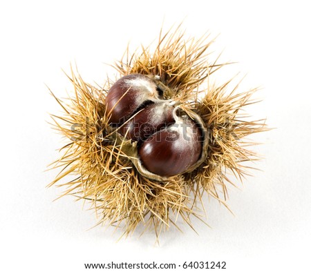 Tree Seed Stock Photos, Images, & Pictures | Shutterstock