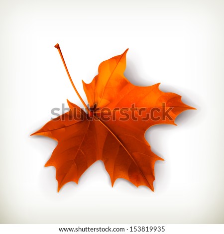 Maple leaf vector illustration