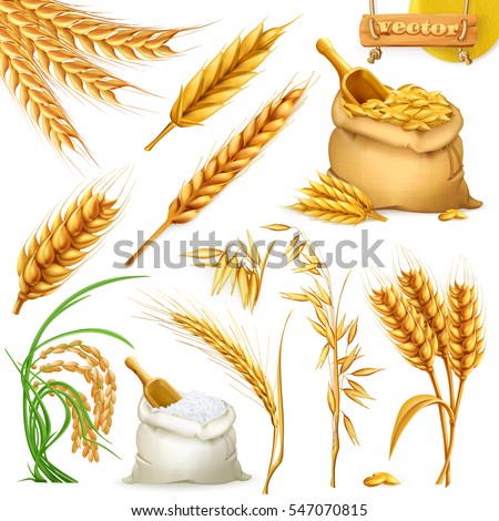 Wheat, barley, oat and rice. Cereals 3d icon vector set