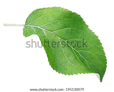 Apple Leaf Pictures Green apple leaf isolated on white with clipping path