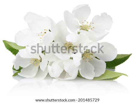 Spring blossoms - Apple tree flowers isolated on white