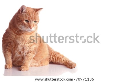 Fat Orange Tabby Cat Poses On Stock Photo 70971136 ...