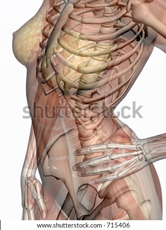 Human Anatomy Female Stock Images, Royalty-Free Images & Vectors | Shutterstock