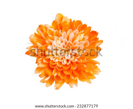 Orange Flower Orange flower isolated on white background