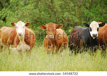 Beautiful Brown Horse Rolling On Grass Stock Photo 59197630 - Shutterstock