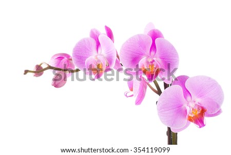 Orchid Isolated
