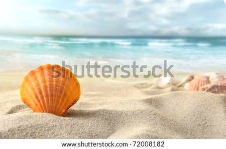 Shell On Beach Stock Photo 79202203 - Shutterstock