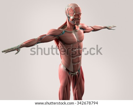 Human Anatomy Showing Face Head Shoulders Stock Illustration 342678794