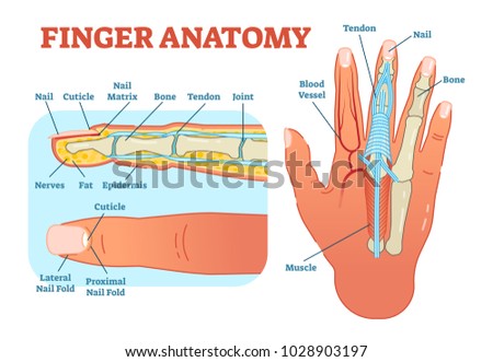 Finger Anatomy Medical Vector Illustration Bones Stock Vector