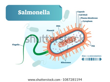 Salmonella Labelled Diagram