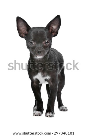 Black Chihuahua Head Stock Photo 58122064 - Shutterstock