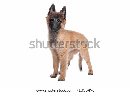 belgian sheepdog breeders in new york belgian shepherd stock images royalty free images u0026 vectors belgian sheepdog breeders in new york belgian shepherd stock images royalty free images u0026 vectors