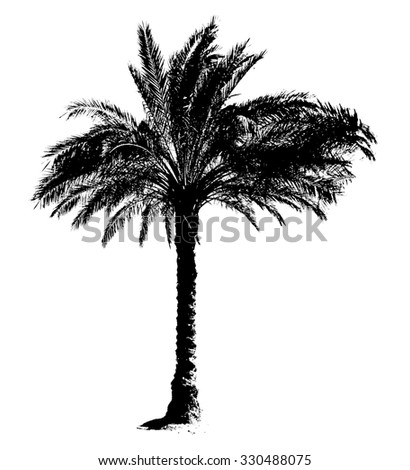 Coconut Tree Drawing Stock Vector 110752385 - Shutterstock