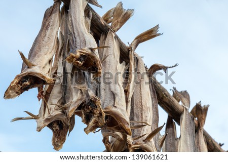 Norwegian traditional stockfish outdoor drying on the sun above blue cloudy sky