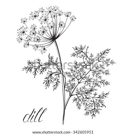 Slice Of Lettuce Coloring Page Coloring Pages Slice Of Lettuce Coloring Page Coloring Pages