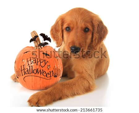 Halloween puppy Stock Photos, Images, & Pictures | Shutterstock